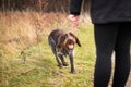 young dog educator issued a warning signal and the dog immediately runs to his place next to the woman. The concept of obedience