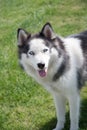 Young dog energetic Siberian Husky on a walk, the pet often breathes
