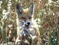 Young dog-fox on the oat field