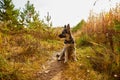 Young Dog German Shepherd in an autumn day. Puppy in yellow landscape