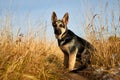 Young Dog German Shepherd in an autumn day. Puppy in yellow landscape