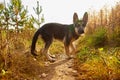 Young Dog German Shepherd in an autumn day. Puppy in yellow landscape