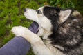 Young dog Husky breed is trying to bite human hand. Dangerous dog bites man`s hand Royalty Free Stock Photo