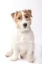 Young dog Jack Russell terrier on the white background Royalty Free Stock Photo