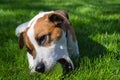 Young dog lies on the grass and playing with tennis ball