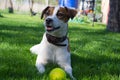 Young dog lies on the grass and playing with tennis ball Royalty Free Stock Photo