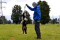 Young dog listens to the owner and performs functions on the command. Obedient and intelligent dog. Training Royalty Free Stock Photo