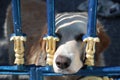 Young dog loneliness in metal fence the eyes sad freindly of people Golden Retriever