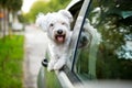 Young dog looking out the car window Royalty Free Stock Photo