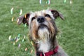 Young dog looks fascinated to the soap bubbles