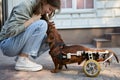 Young dog owner petting a handicapped dachshund on a wheel chair. White teenager girl playing with her disabled pet outdoor Royalty Free Stock Photo