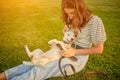 Dog Parson Russell Terrier breed is playing in green park with his owner. Summer time or beginning of autumn. Nature