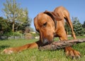 Young dog playing Royalty Free Stock Photo