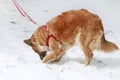 Young dog playing on snow Royalty Free Stock Photo