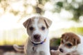 Young dog playing on table. Royalty Free Stock Photo