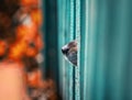 Funny young dog pokes his black nose in the crack of the wooden fence curiously sniffing Royalty Free Stock Photo