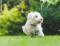 Young dog puppy of West Highland Terrier playing on green grass Royalty Free Stock Photo