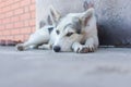 Young dog resting and guarding with opened eyes on a threshold Royalty Free Stock Photo