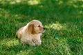 Young dog resting on lawn Royalty Free Stock Photo