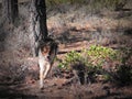 Young Dog Running Through the Forest