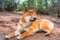 The young dog shiba-inu is lying down resting on the ground