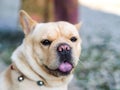 Young dog showing the tongue.