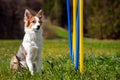 Young dog sitting in front of weave poles for slalom, concept ag
