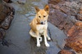 Young dog sitting between two rocks on the beach in India