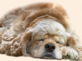 Young dog sleeping Royalty Free Stock Photo