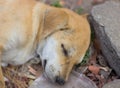 Young dog sleeping on the garbage heap Royalty Free Stock Photo