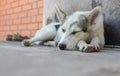 Young dog sleeping on a threshold Royalty Free Stock Photo