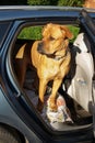 Young dog standing on guard in back end of a car