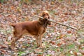 Young dog with a stick