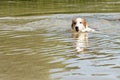 Young dog swimming into a lake or river, cooling at the summer t