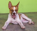 Young dog Thailand Royalty Free Stock Photo