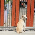 A young dog tied by metal chain Royalty Free Stock Photo