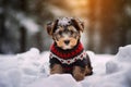 Young dog wearing knitted black and red sweater in cold snow landscape