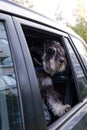 Young dog Zwergschnauzer look out the open car window Royalty Free Stock Photo