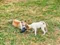 Young dogs playing the naughty puppys bite shoe as misbehaved