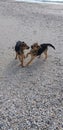 Young dogs playing on a sandy beach Royalty Free Stock Photo