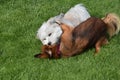 Young dogs playing together on the meadow