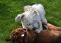 Young dogs playing together on the meadow