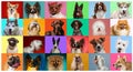 Creative collage of different breeds of dogs on colorful background