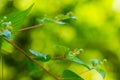 Young dogwood or Cornus mas plant Royalty Free Stock Photo