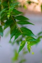 Young dogwood or Cornus mas plant Royalty Free Stock Photo