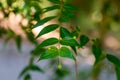 Young dogwood or Cornus mas plant Royalty Free Stock Photo