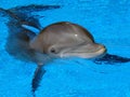 Young Dolphin