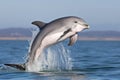 young dolphin mimicking adults jumping pattern