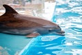 A young Dolphin is smiling and playing in the pool.