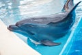 A young Dolphin is smiling and playing in the pool.